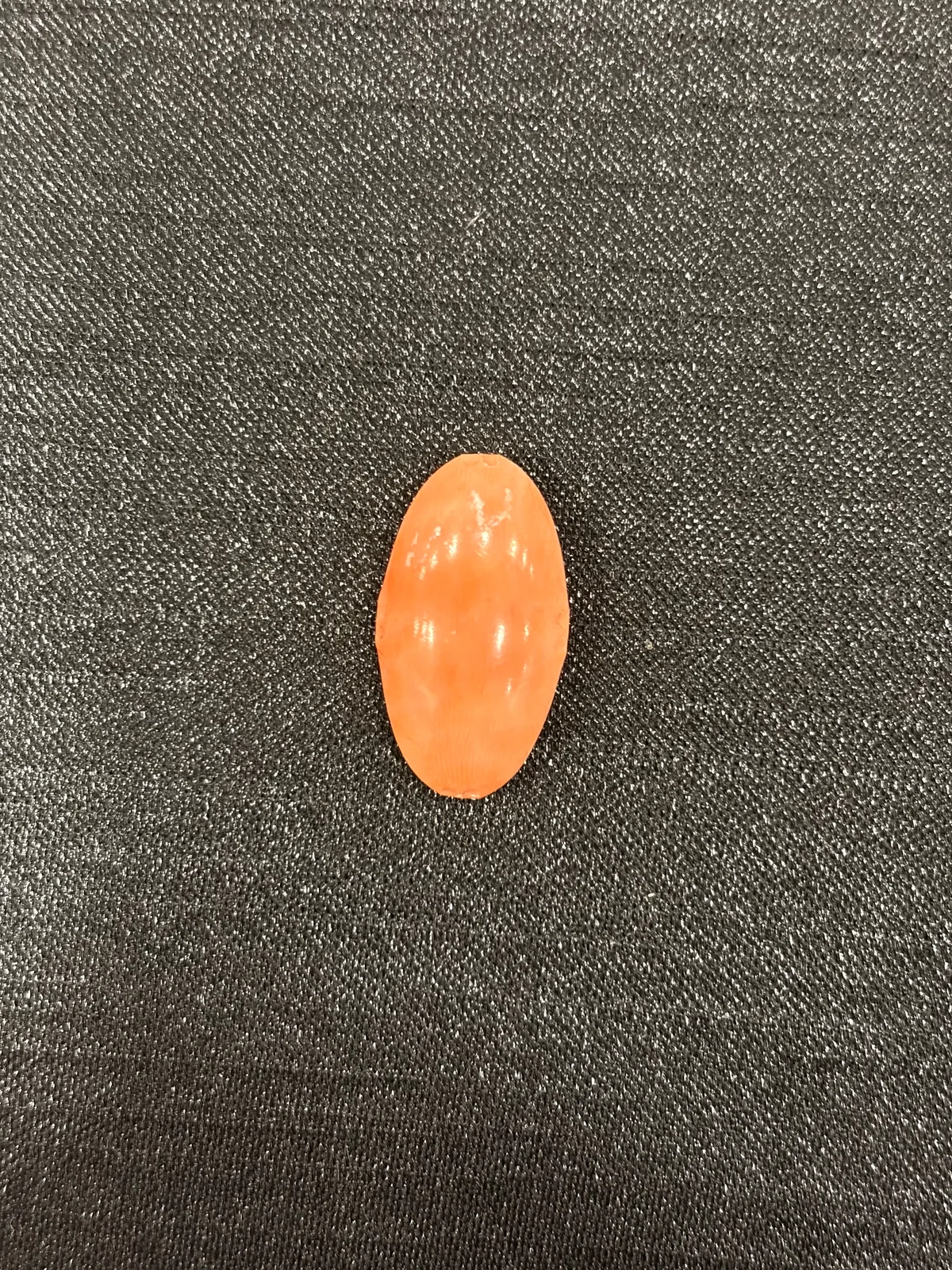 橘紅色珊瑚・橢圓弧面琢型 COA-L0-00022