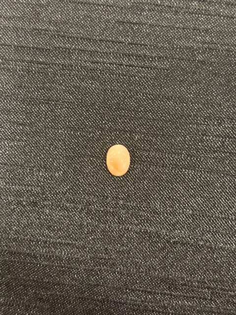 粉紅色珊瑚・橢圓弧面琢型 COA-L0-00076