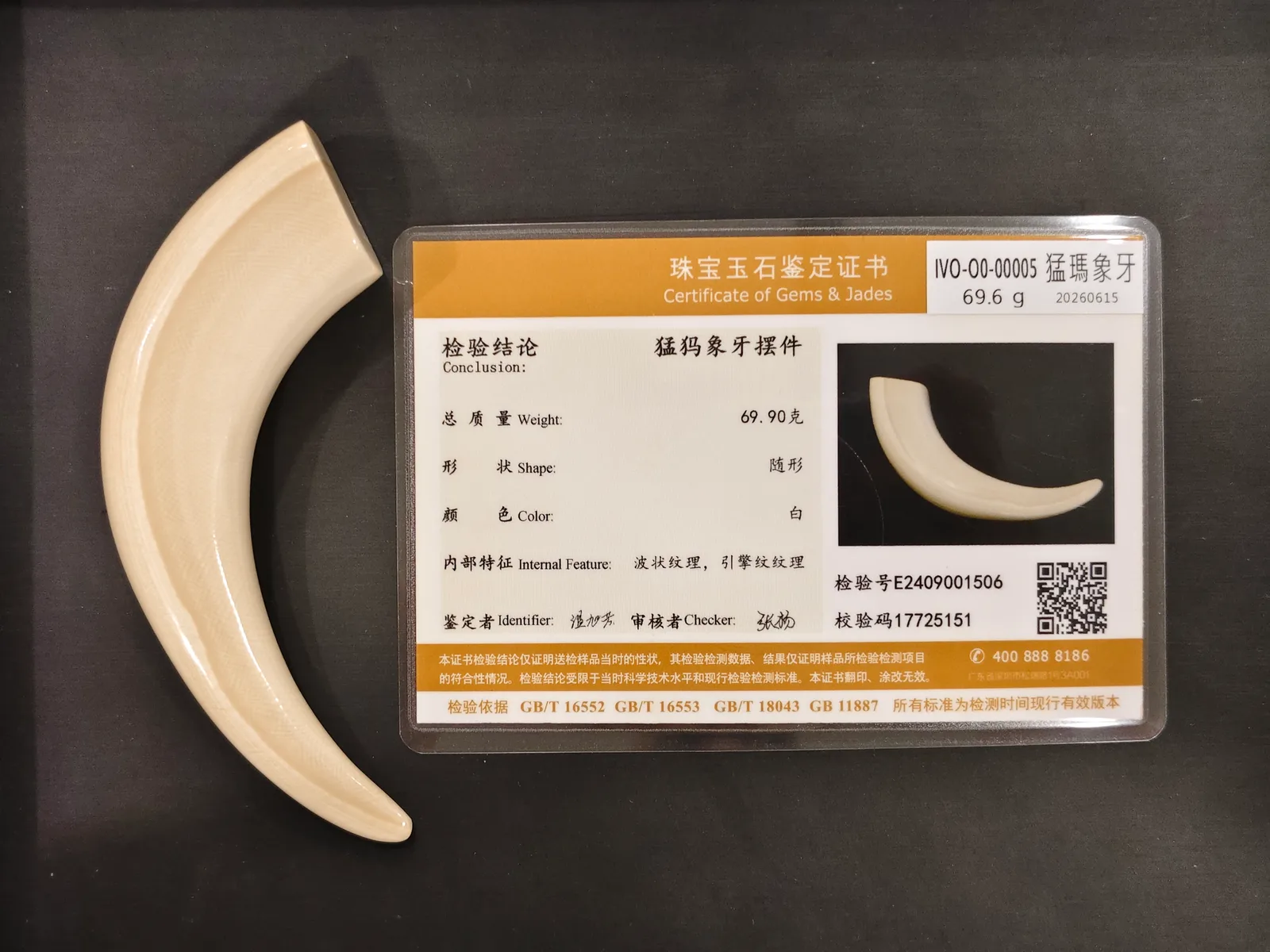 猛瑪象牙・牙型 IVO-O0-00005