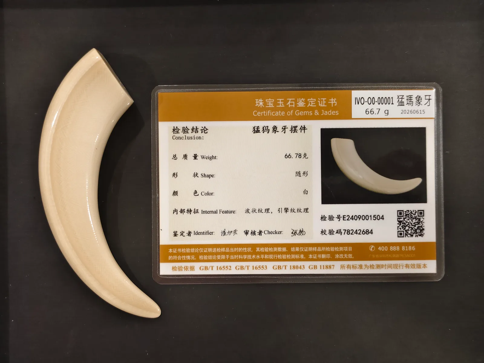 猛瑪象牙・牙型 IVO-O0-00001