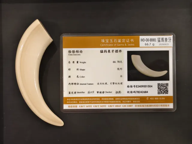 猛瑪象牙・牙型 IVO-O0-00001