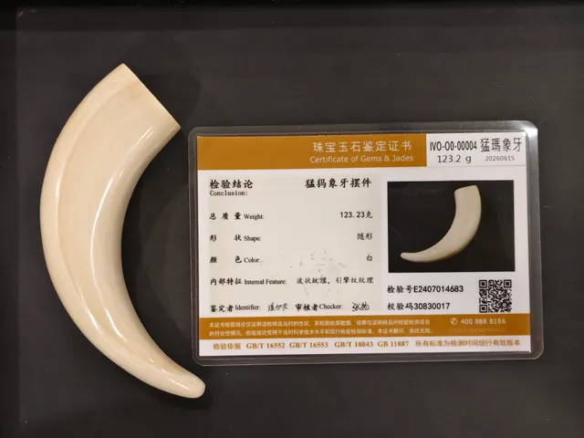 猛瑪象牙・牙型 IVO-O0-00004