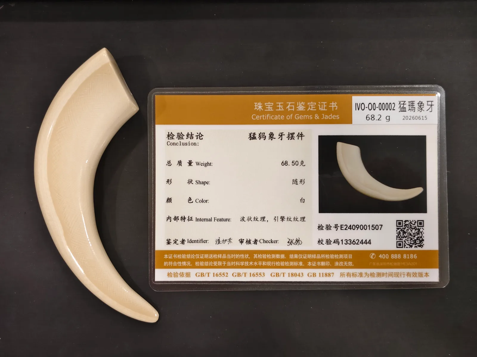 猛瑪象牙・牙型 IVO-O0-00002