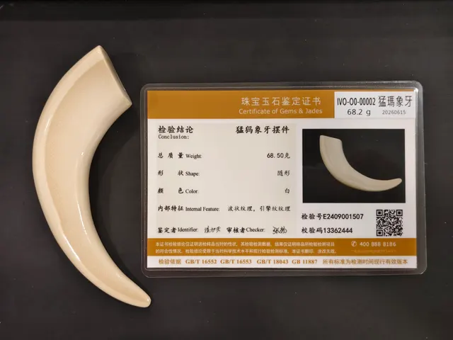猛瑪象牙・牙型 IVO-O0-00002