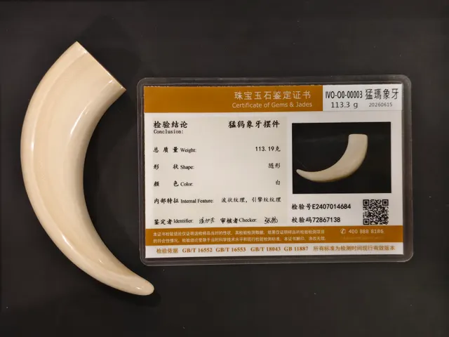 猛瑪象牙・牙型 IVO-O0-00003