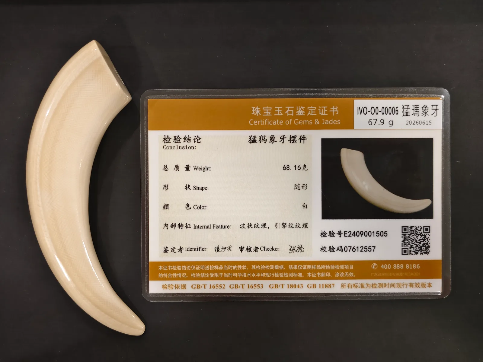 猛瑪象牙・牙型 IVO-O0-00006