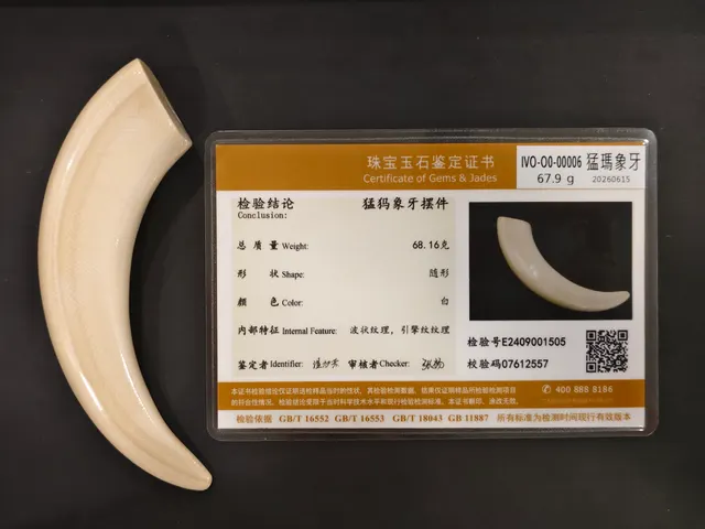 猛瑪象牙・牙型 IVO-O0-00006